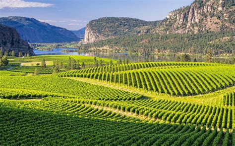 Vineyards