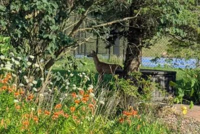 Grand Badger Resort - image 45 of 47