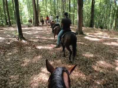 horseback-riding-through-the-forest-2026-03-20-05-57-44-utc