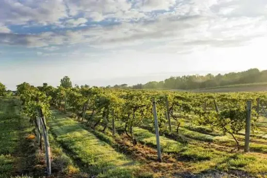 wine country 2