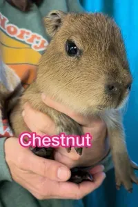Baby capybara named Chestnut being held during an encounter at The Capybara Cafe