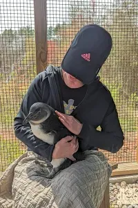 Visitor holding and petting a penguin during an animal encounter at North Georgia Zoo.