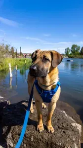 Best Dog-Friendly Hikes Near Bend, Oregon: Trails, Swimming Holes & Local Tips featured image