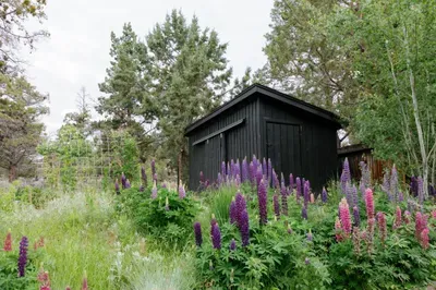 Charming black garden shed set among lush trees and colorful wildflowers