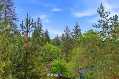 Serene forest views with towering pines and peaceful natural surroundings