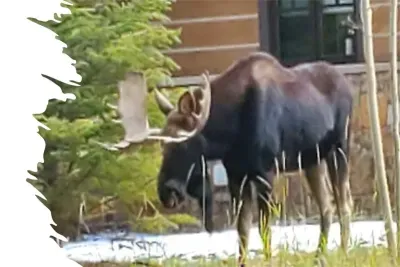 Sharing the land with the wildlife off the balcony.