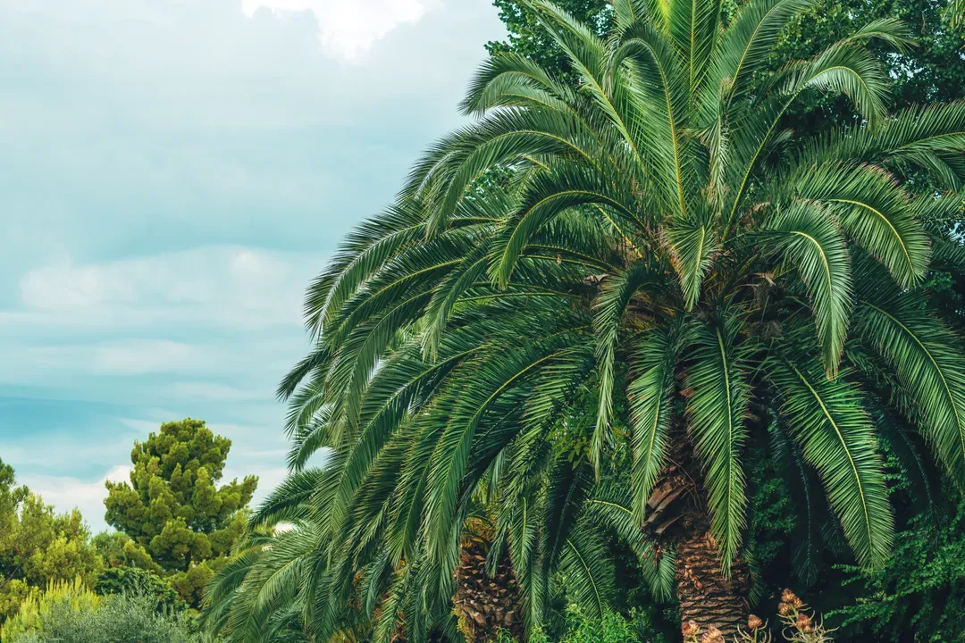 tall-date-palm-also-known-as-phoenix-palm-in-seasi-2026-09-23-00-50-15-utc