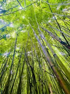 A bamboo forest on the way to Hana