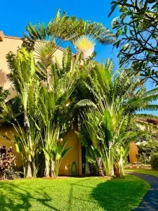 Amazing foliage to enjoy around Maui Vista