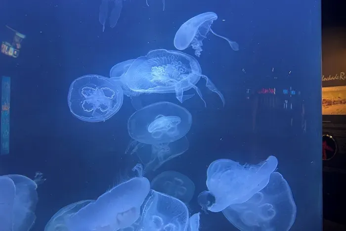 Fort Fisher Aquarium