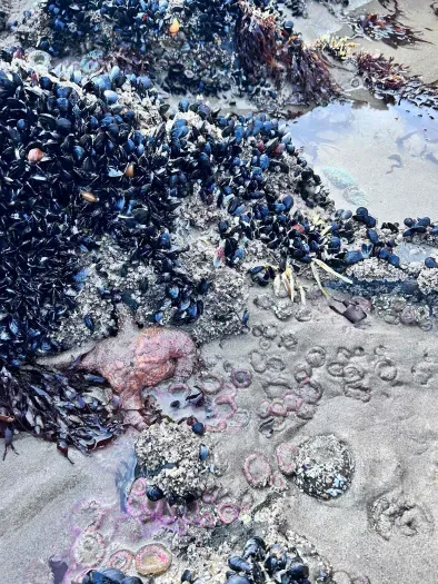 Betty's Place. Hot Tub-Sauna-1 Block from Ocean! - image 54 of 57