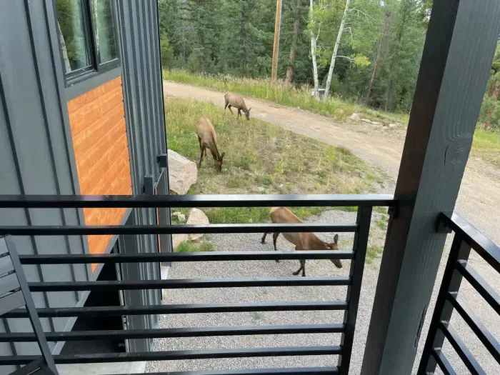 Elk roaming