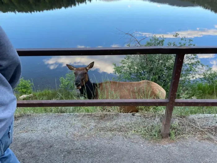 Elk at Gorgeous Lake Evergreen is only 7-10 min away.  Hiking trail, fishing, ice skating, paddle boarding, restaurants...