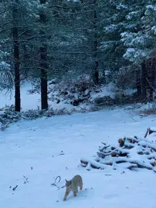 Wildlife