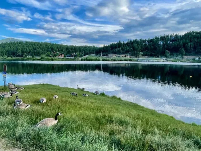 Geese at Lake Evergreen
