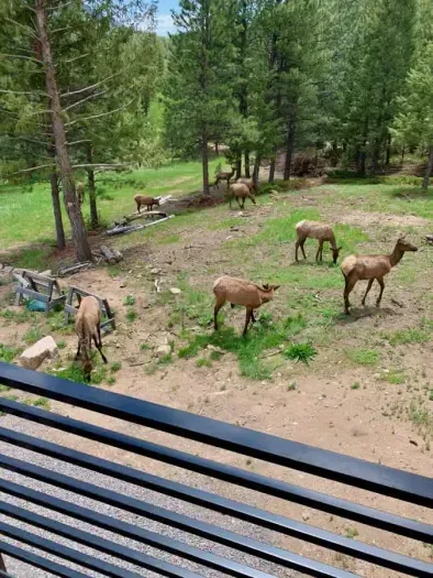 Elk roaming and eating beside the deck