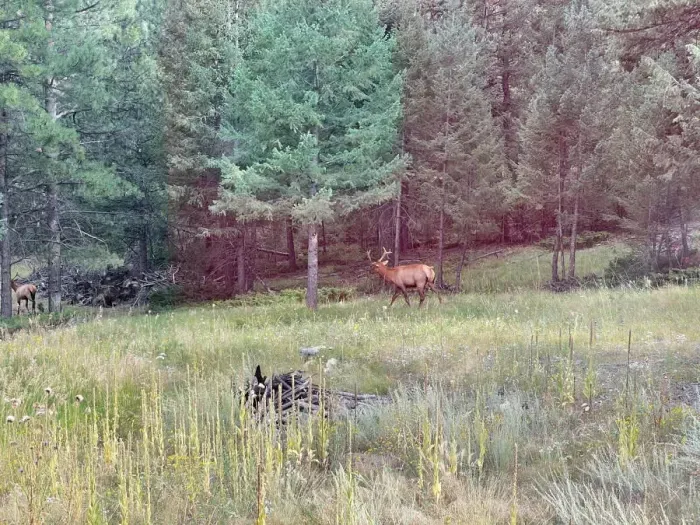 Elk roaming