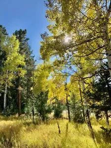 Fall Aspen Trees