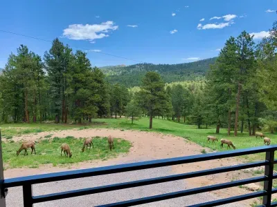 Elk roaming