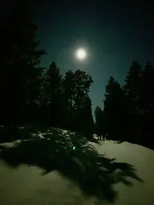 Snowy Night