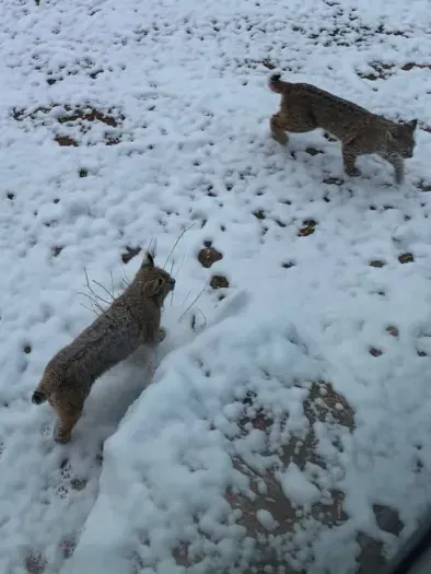 Watch as wildlife playfully moves through the area, adding a lively touch to the natural surroundings. Whether it's birds fluttering or small animals frolicking, their joyful presence brings the landscape to life.