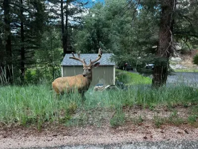 Mule Deer