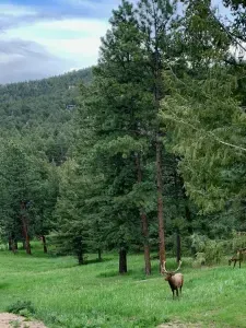 Elk roaming
