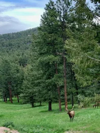 Elk roaming