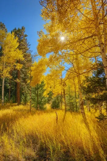 Fall Aspen Trees