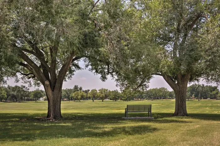 Peaceful park view with shady trees and a relaxing bench nearby.