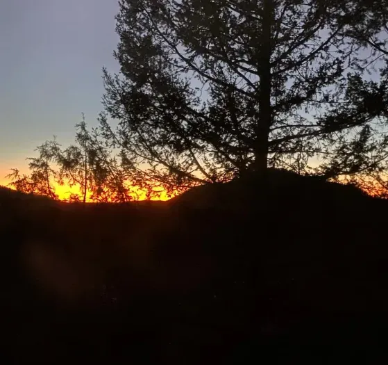 Stunning sunrise over the pines.