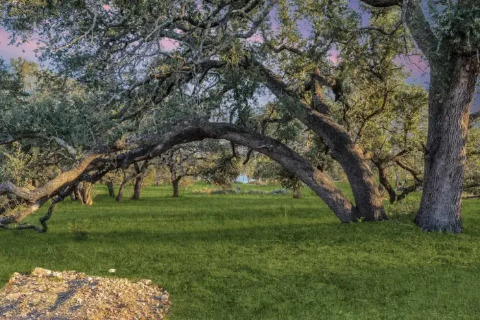 Beautifully wooded 20 acres on Lake Buchanan