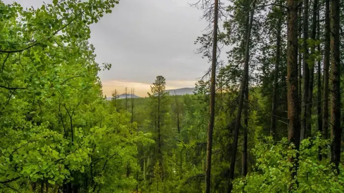 Heavily wooded backdrop