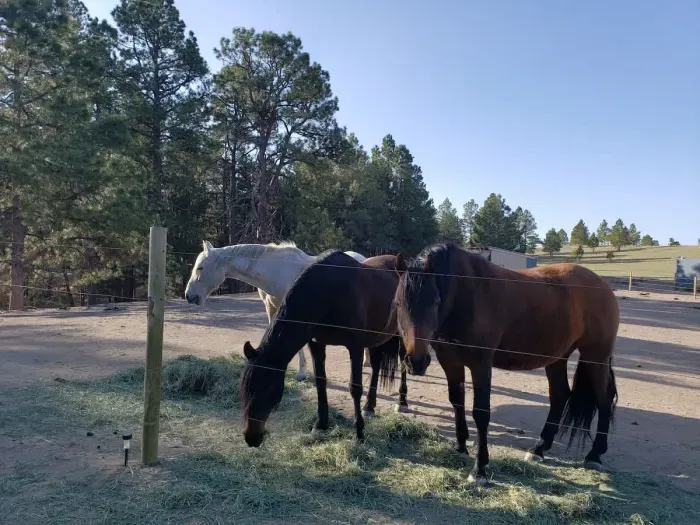 El Rey (Rey), Bellarita (Rita) and Gwennie!