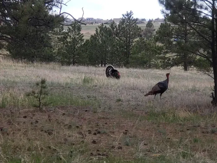 Wild Turkeys