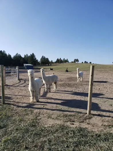 Calista, Gizelle, Snow (alpacas) Inca and Nala (the llamas)