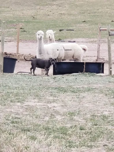 Stella (dog) and Gizelle and Snow (2 of the alpacas).