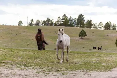 Gwennie leading the pack