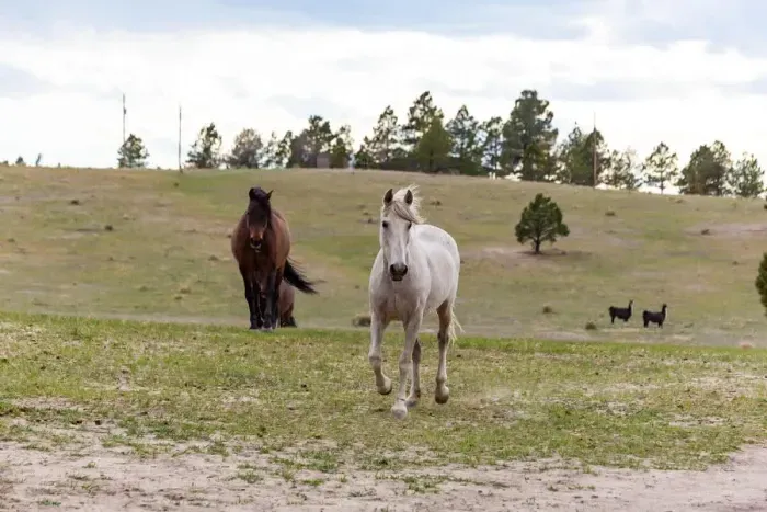 Gwennie leading the pack