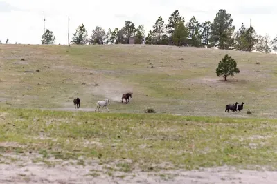 Resident 4-legged animals!
Gwennie, Rita, Rey, Inca and Nala