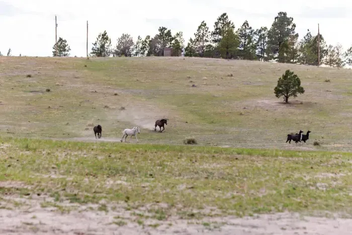 Resident 4-legged animals!
Gwennie, Rita, Rey, Inca and Nala