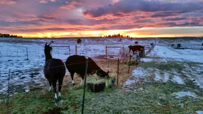 Inca and Nala (mother and daughter llamas).
