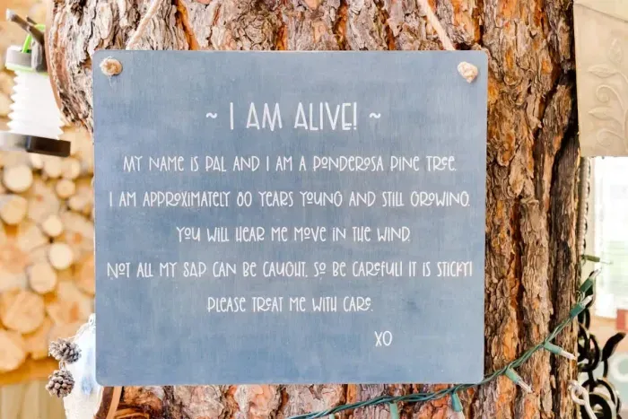 My name is PAL and I am a Ponderosa Pine Tree. I am approximately 80 years young and still growing. You will hear me move in the wind. Not all my sap can be caught so be careful it is sticky. Please treat me with care. xo
