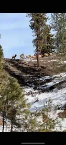 Resident elk on our property