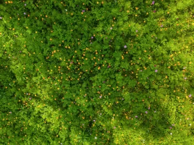 Wild flowers Overhead.jpeg