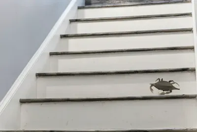 crabby on stairs going to 2nd floor