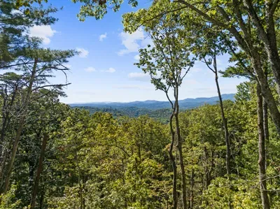 Peaceful mountain vistas framed by lush forest and blue skies