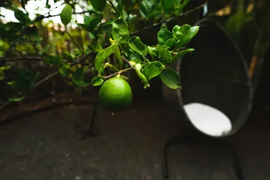 Limes and starfruit on property for your enjoyment