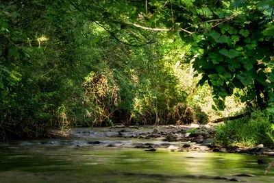 "It's super clean and very peaceful. Very little to no traffic. This location is very quiet. There is a nearby small crystal clear stream filled with small fish next to the property. You can sit out on the deck and listen to the sound soothing sound of water, or you can take a stroll to soak up Smokies." Latoria (September 2022)