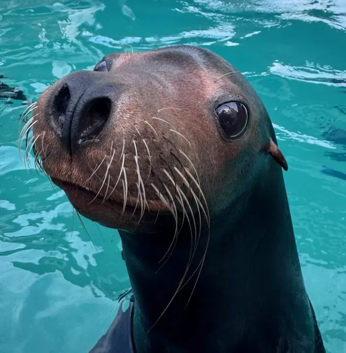 Clearwater Marine Aquarium